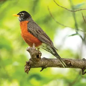 Robin bird sitting on a branch