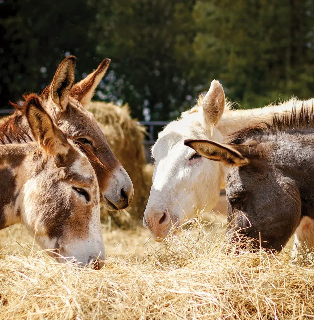 donkeys eating hay