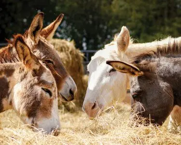 donkeys eating hay