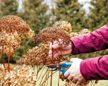 Person cut old hydrangeas flowers down before the Winter. Autumn home gardening work concept.
