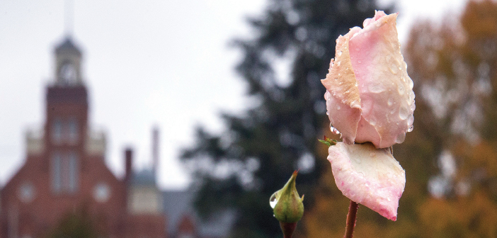 “Rainy Rose”