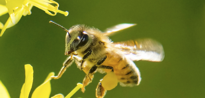 The Birds & the Bees