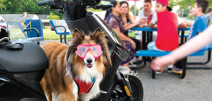 “The Dog Days of Summer”