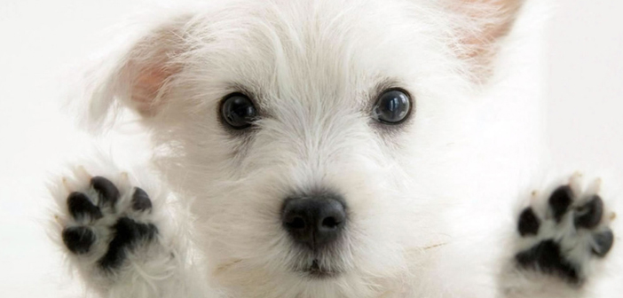 Living Out Loud July/August 2017