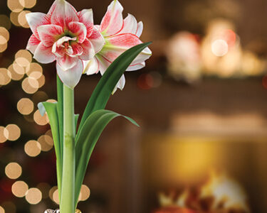 Houseplants for the Holidays & Beyond