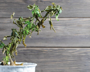 What’s Up With My Houseplant?