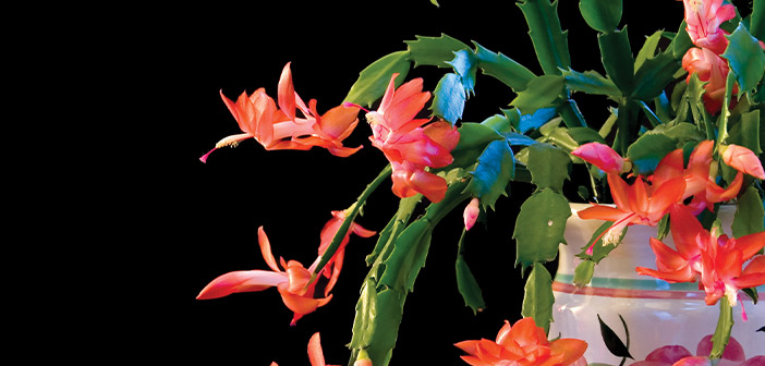 THE CHRISTMAS CACTUS TRADITION