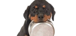 Ll dogs people food main