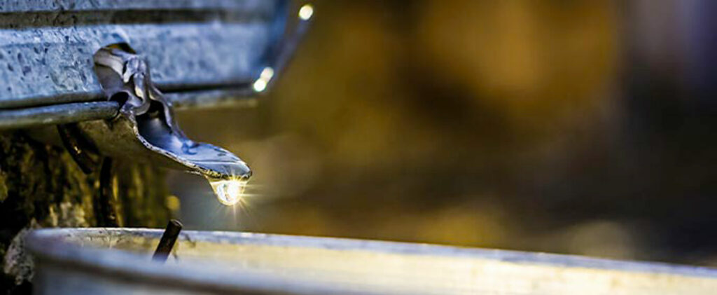 Sugaring in Virginia