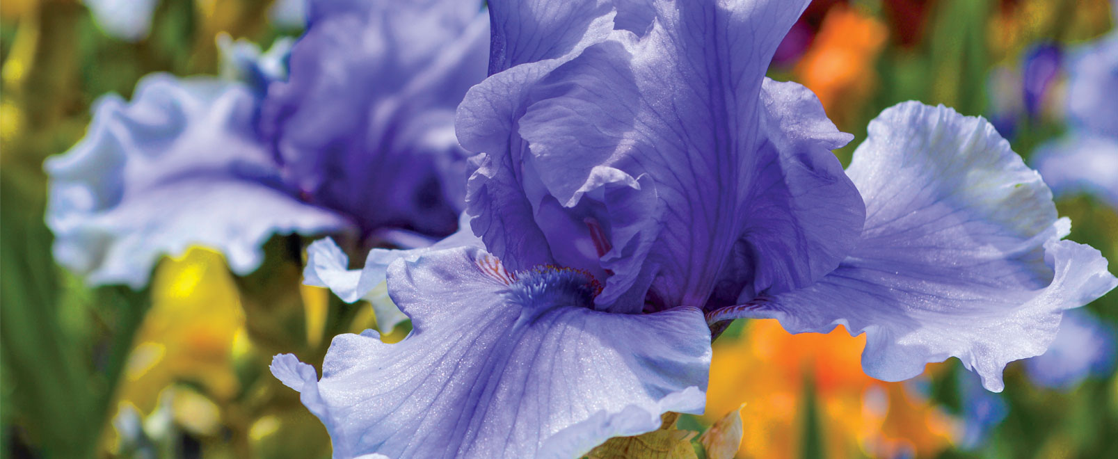 Iris Photos-courtesy-of-Gammon-Imagery