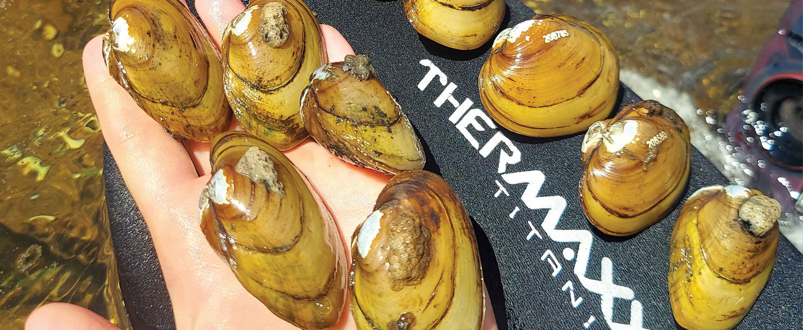 Flexing Mussels Lynchburg Living