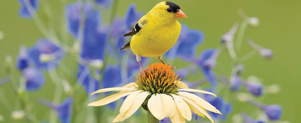 gold finch on a flower