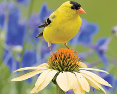 gold finch on a flower