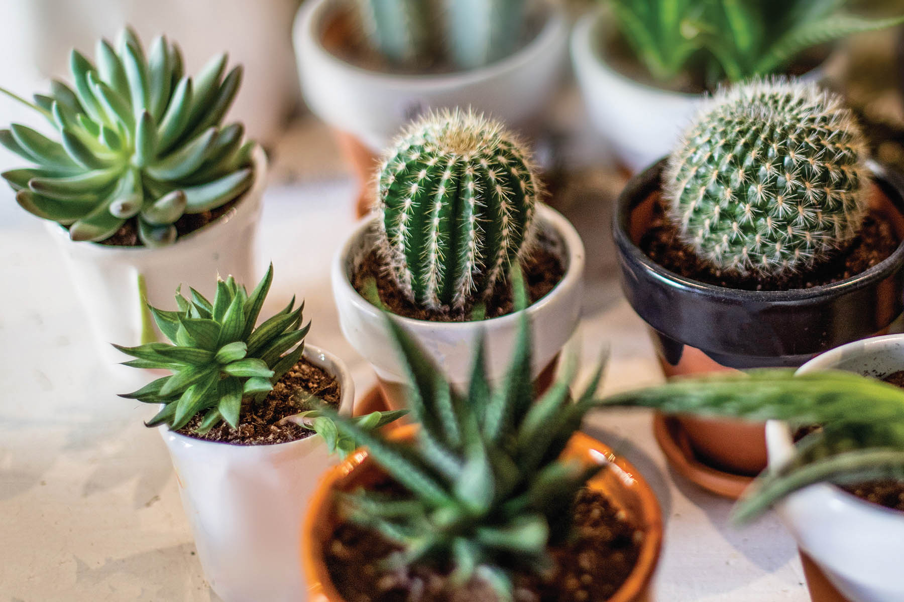 Indoor-succulent-cactus-GettyImages-1056600248.jpg