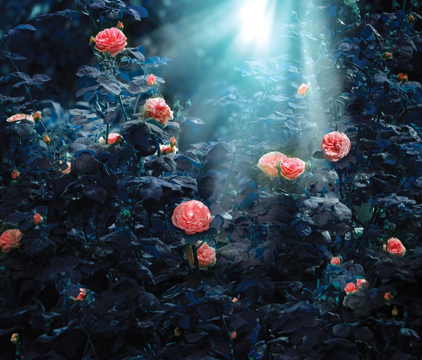 roses with moody lighting