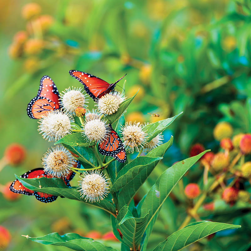 A group of brightly colored Monarch butterflies, or Danaus plexippus, feeds on a Buttonbush, or Cephalanthus, on a very warm summer morning near a lake in Texas. A lone honeybee approaches to join them.