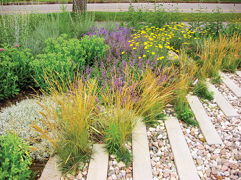 planting suitable for dry climates