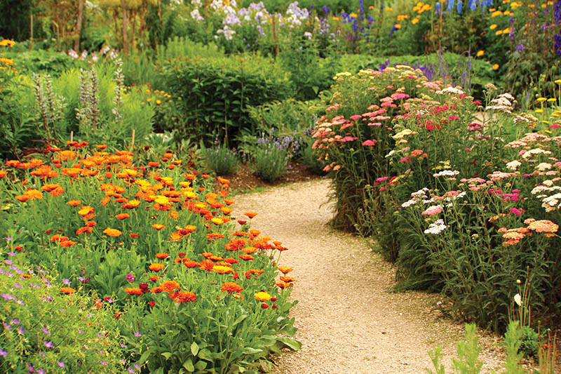 Footpath in awonderful herb and flower garden