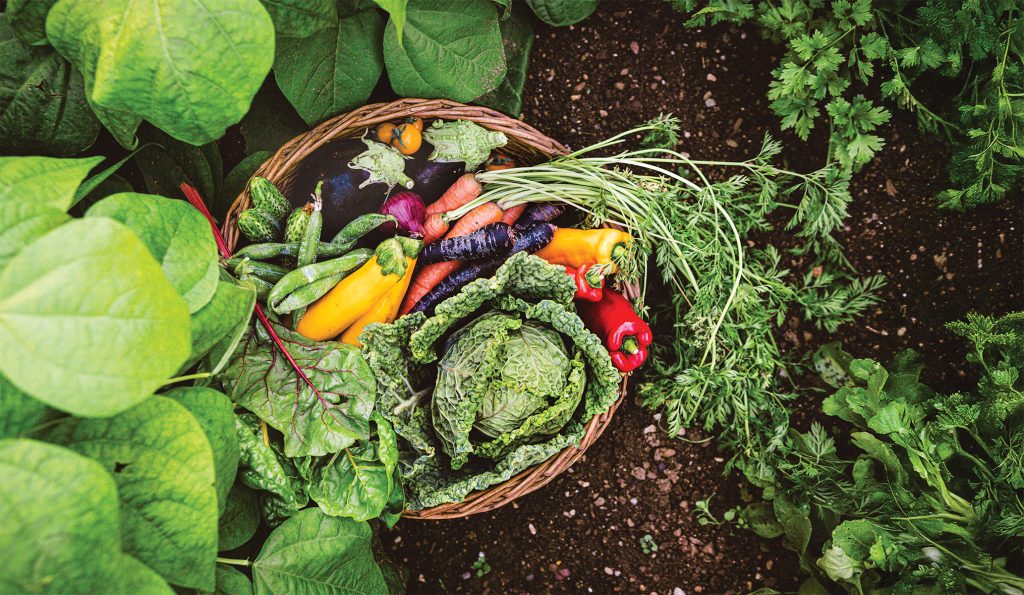 Vegetables from Garden Ext GettyImages-1644584475