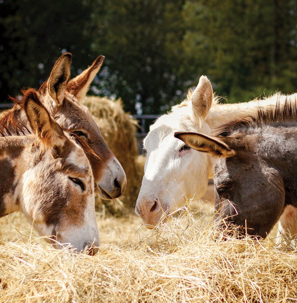 donkeys eating hay