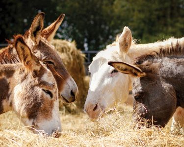 donkeys eating hay