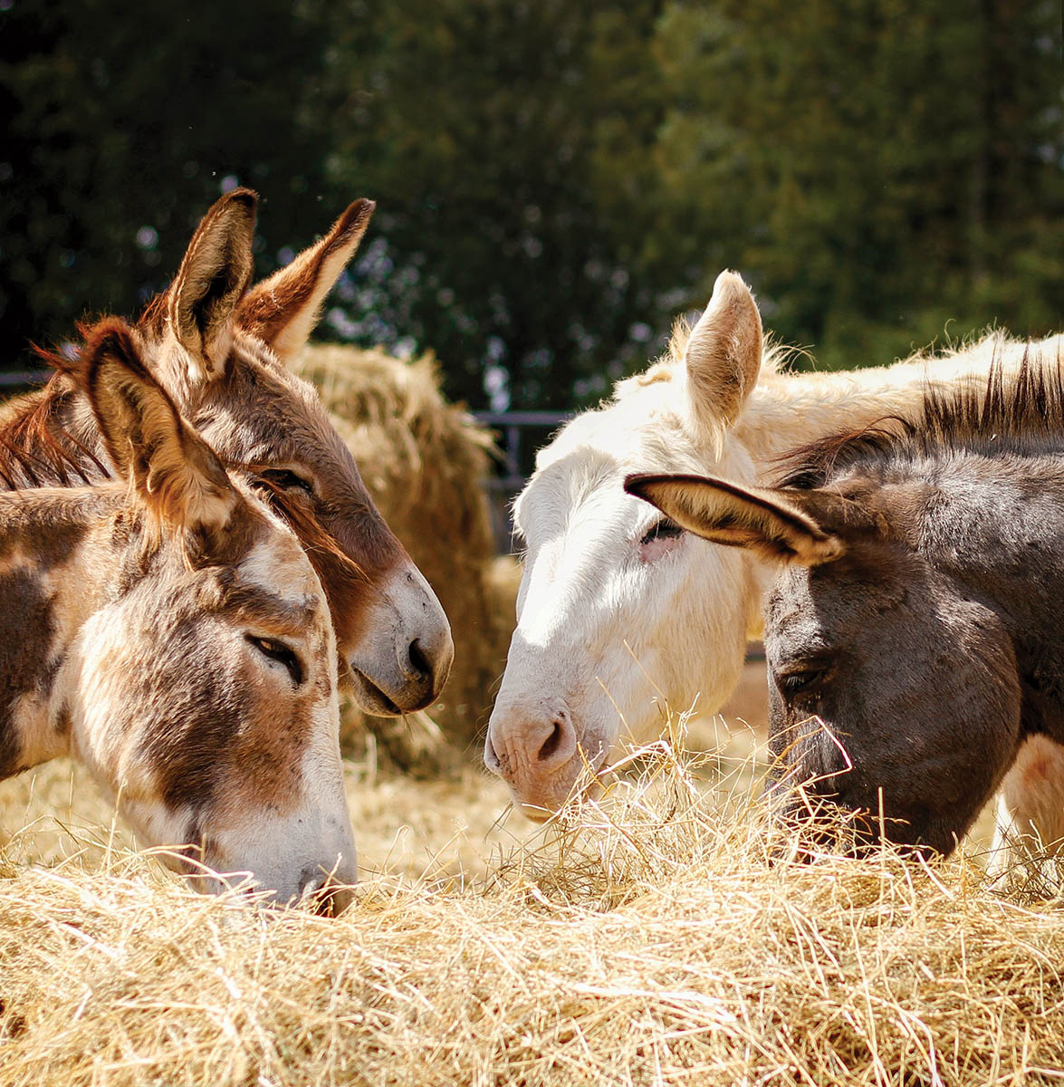 donkeys eating hay