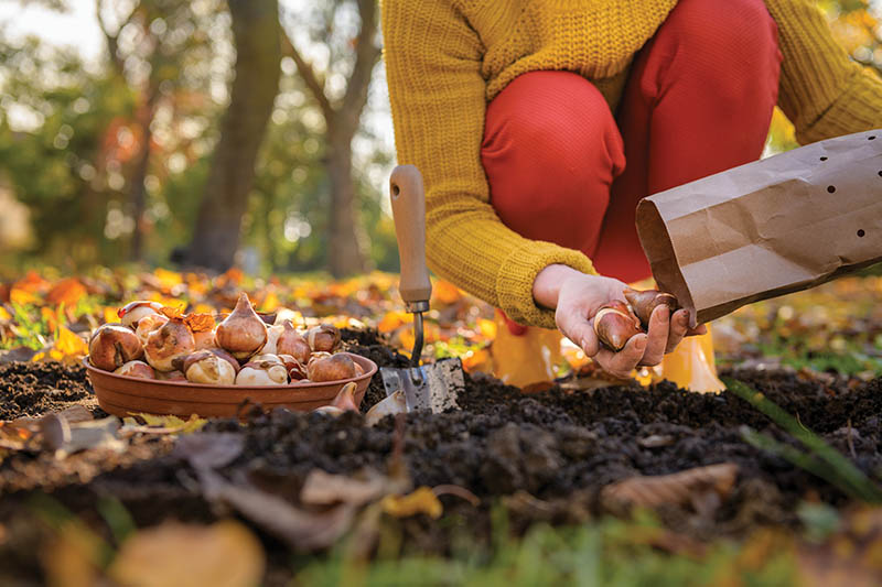 Woman planting tulip bulbs in a flower bed during a beautiful sunny autumn afternoon. Growing tulips. Fall gardening jobs background.