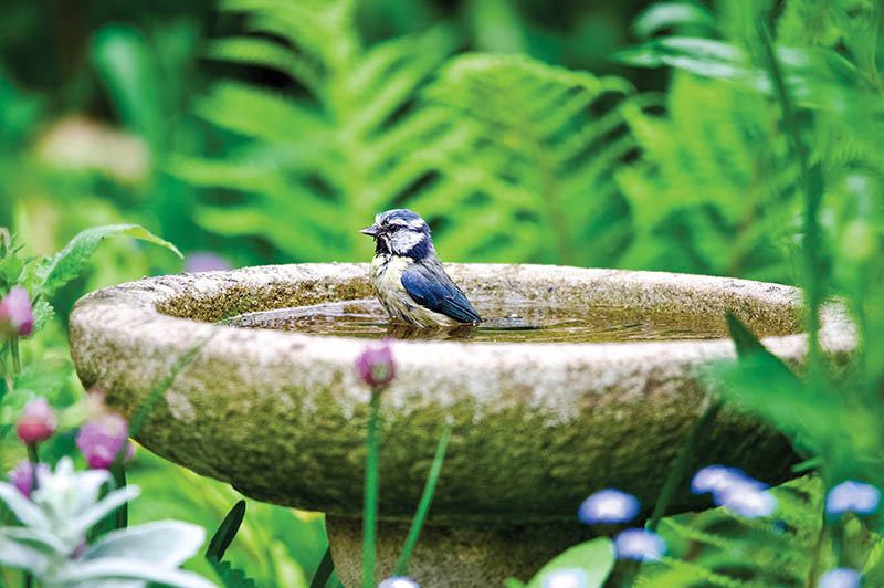 Blue tit garden bird bath in a bird bath