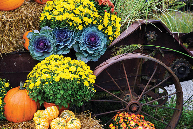 Autumn decor. Pumpkins, squash, gourds, and chrysanthemums, kale arranged in a fall outdoor display. Bleached nostalgic processing.
