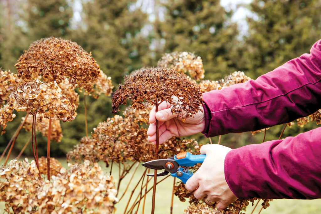 Person cut old hydrangeas flowers down before the Winter. Autumn home gardening work concept.