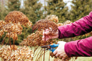 Person cut old hydrangeas flowers down before the Winter. Autumn home gardening work concept.