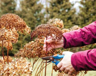 Person cut old hydrangeas flowers down before the Winter. Autumn home gardening work concept.